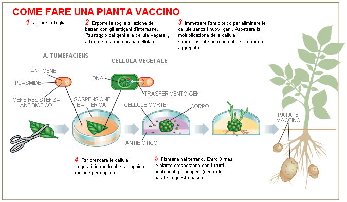 La banana crea stress nei topi e allontana i maschi